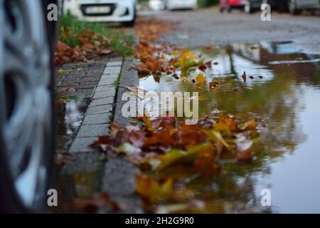 Autumn leaves in a paddle on the street Stock Photo
