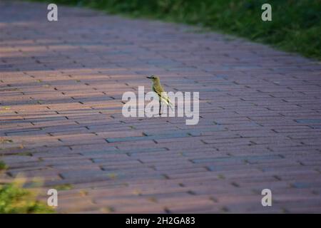 Little green yellow bird walking on a Pavement Stock Photo