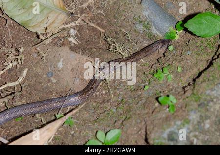 Boie's Kukri Snake, Oligodon bitorquatus, showing old skin not yet sloughed on lower part, non-venomous, endemic to Indonesia, Saba, Gianyar, Bali Stock Photo