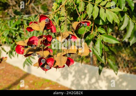 Black Pearl Tree (Majidea zanguebarica) seeds on tree St. Lucia ...