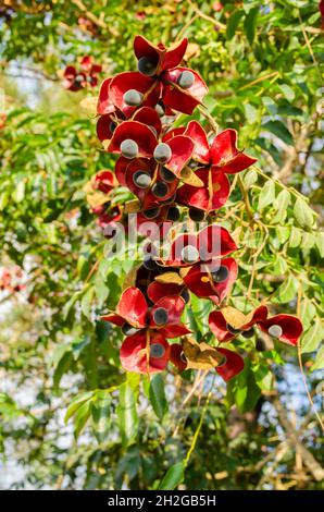 Black pearl tree (Majidea zanguebarica) introduced species, close-up of ...