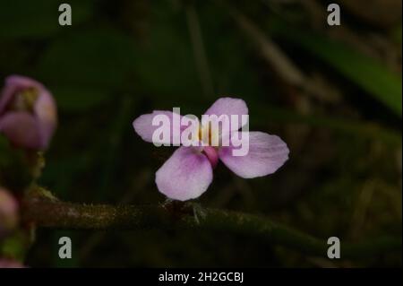 A Grass Trigger plant (Stylidium Graminifolium) has spikes of tiny pink flowers, each of which has a trigger to deposit pollen on visiting insects. Stock Photo