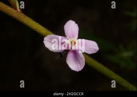 A Grass Trigger Plant (Stylidium Graminifolia) showing the tiny pollen trigger in the centre of the tiny pink flower - waiting for a visiting insect. Stock Photo