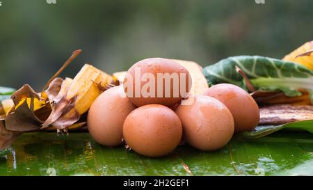 Fresh chicken eggs from nest, pile of brown eggs in nest on farm Stock Photo