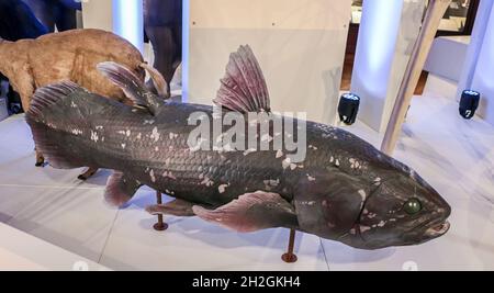 Reportage Museum d'Histoire Naturelle,Palais Longchamp,Marseille : Coelacanthe (Latimeria chalumnae) Stock Photo