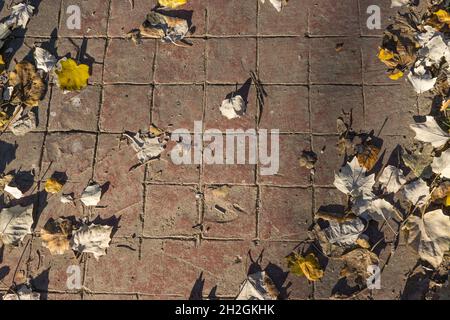 Natural stamped concrete pavement texture outdoor flooring with leaves, decorative pavers, red tiles pattern, top view Stock Photo