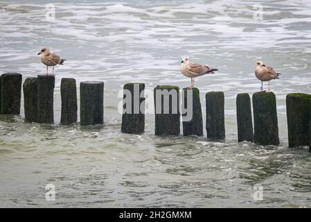 Seagulls sit on wooden posts on the Zeeland coast Stock Photo