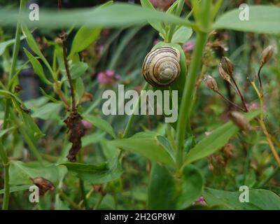 Closeup shot of a snail hidden in its shell on a leaf surface Stock Photo