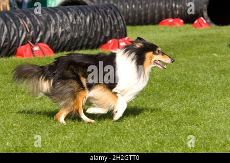 Engaged dog on the way on agility course Stock Photo