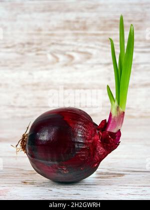 A single red onion with green leaves Stock Photo