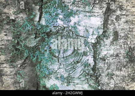 Lichen on a tree in reflected ultraviolet photography Stock Photo