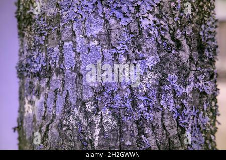 Lichen on a tree in reflected ultraviolet photography Stock Photo