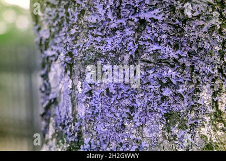 Lichen on a tree in reflected ultraviolet photography Stock Photo
