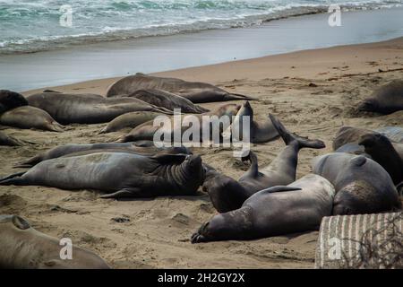 Elephant seals biting, others raise flippers, sleep, rest on beach | Elephant seals life Piedras Blancas Elephant Seal Rookery colony California shore Stock Photo