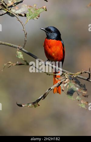 Scarlet Minivet (Pericrocotus flammeus speciosus) adult male  perched in a tree Nepal         January Stock Photo