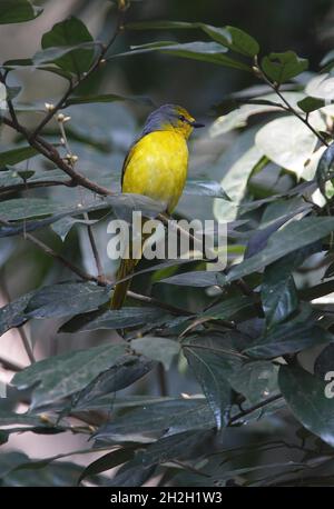 Scarlet Minivet (Pericrocotus flammeus speciosus) female perched in a tree Kathmandu, Nepal         February Stock Photo