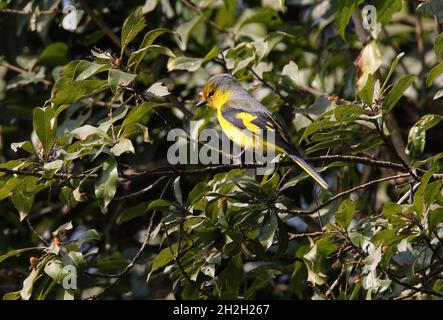 Scarlet Minivet (Pericrocotus flammeus speciosus) female perched in a tree Kathmandu, Nepal         February Stock Photo