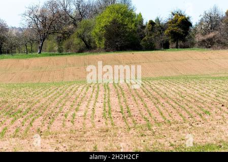 First seed growing on field after winter Stock Photo