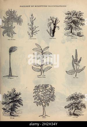 Gallery of Scripture Illustrations of plants and crops from ' The Doré family Bible ' containing the Old and New Testaments, The Apocrypha Embellished with Fine Full-Page Engravings, Illustrations and the Dore Bible Gallery. Published in Philadelphia by William T. Amies in 1883 Stock Photo