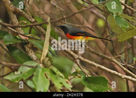 Small Minivet (Pericrocotus cinnamoneus cinnamomeus) adult male perched in bush Sri Lanka             December Stock Photo