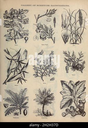 Gallery of Scripture Illustrations of plants and crops from ' The Doré family Bible ' containing the Old and New Testaments, The Apocrypha Embellished with Fine Full-Page Engravings, Illustrations and the Dore Bible Gallery. Published in Philadelphia by William T. Amies in 1883 Stock Photo