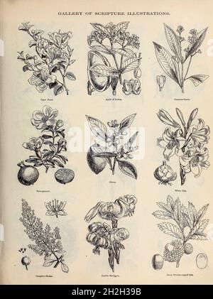 Gallery of Scripture Illustrations of plants and crops from ' The Doré family Bible ' containing the Old and New Testaments, The Apocrypha Embellished with Fine Full-Page Engravings, Illustrations and the Dore Bible Gallery. Published in Philadelphia by William T. Amies in 1883 Stock Photo