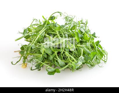 Fresh microgreens of pea isolated on white background Stock Photo