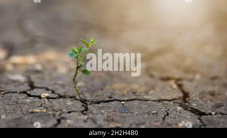 Little plant growing from dry ground in sunlight in background Stock Photo