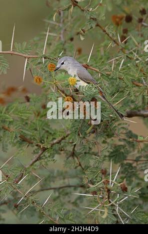 Small Minivet (Pericrocotus cinnamoneus pallidus) female perched in a thorn bush Gujarat, India              November Stock Photo