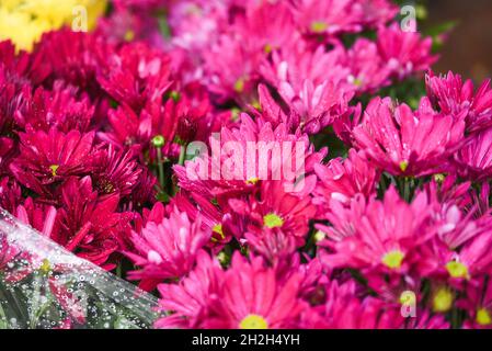 Decorative flowers sold for the feast of the dead on November 1 in Poland. Stock Photo