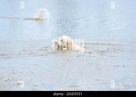Labradoodle dog swims in a blue lake. White dog with curly hair, viewed from the side. Yellow tennis ball floats on the blue water. Big splash behind Stock Photo