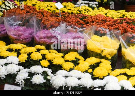 Decorative flowers sold for the feast of the dead on November 1 in Poland. Stock Photo