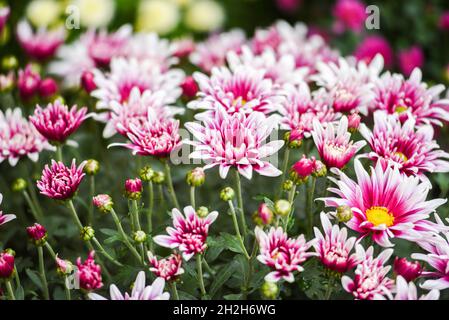 Decorative flowers sold for the feast of the dead on November 1 in Poland. Stock Photo