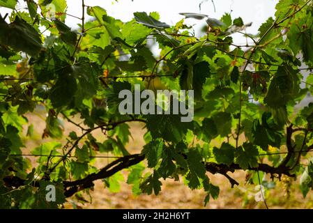 close up of ripe red grapes on plant ready for harvest in autumn season with beautiful warm sunset light. concept of wine making and agriculture Stock Photo