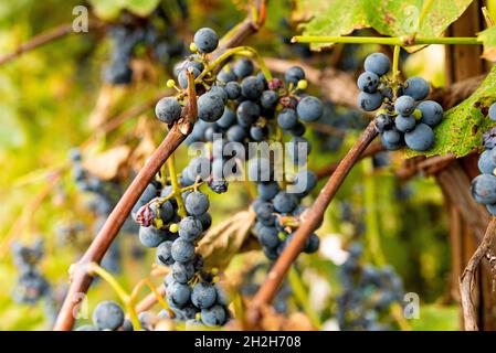 close up of ripe red grapes on plant ready for harvest in autumn season with beautiful warm sunset light. concept of wine making and agriculture Stock Photo
