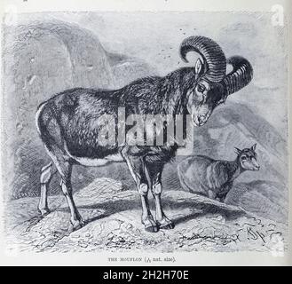 The mouflon (Ovis gmelini) is a wild sheep native to the Caspian region from eastern Turkey, Armenia, Azerbaijan to Iran. It is thought to be the ancestor of all modern domestic sheep breeds From the book ' Royal Natural History ' Volume 2 Edited by Richard Lydekker, Published in London by Frederick Warne & Co in 1893-1894 Stock Photo