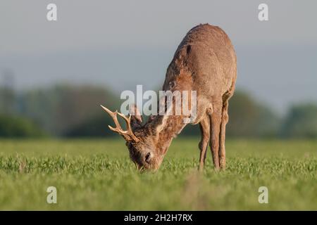 Roe deer grazing in a field Stock Photo