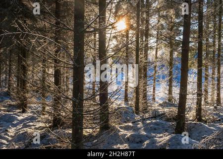 Tree trunks in a forest in winter with sunbeams Stock Photo
