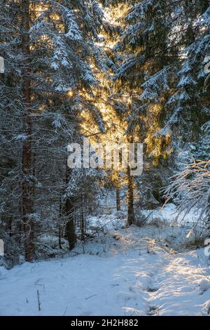 Sunbeams shining through the branches in a forest with snow Stock Photo