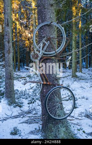 Old bicycle hanging on a branch in the forest Stock Photo