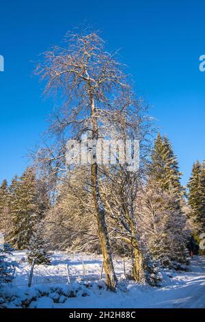 tree in a winter landscape on a cold winter day tree in a winter ...