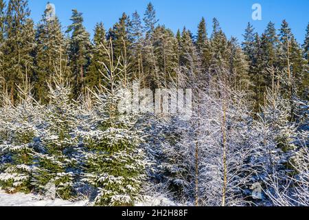 Spruce plantation in a wintry woodland Stock Photo