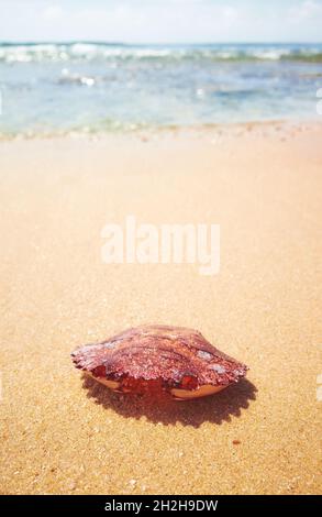 Empty crab shell on a tropical beach, selective focus. Stock Photo