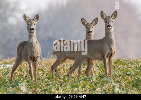 Roe deer herd in spring Stock Photo