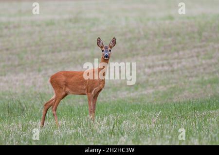 Female Roe Deer standing on the summer field. Stock Photo