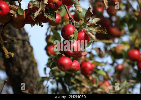 The apples ripen on the branches of the tree. Stock Photo