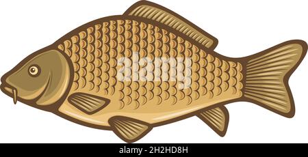 Mirror carp fish (koi) realism isolate - Stock Illustration [76005144] -  PIXTA
