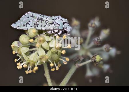Merveille du Jour moth (Griposia aprilina) (Dichonia aprilina) (Moma alpium) Norfolk UK GB October 2021 Stock Photo