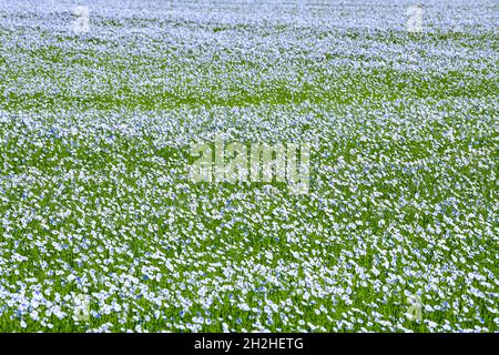 Flax growing: flax field in bloom in Le Bourg Dun (northern France) Stock Photo