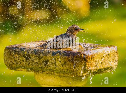 Eurasian Starling in Cotswolds,UK Garden Stock Photo